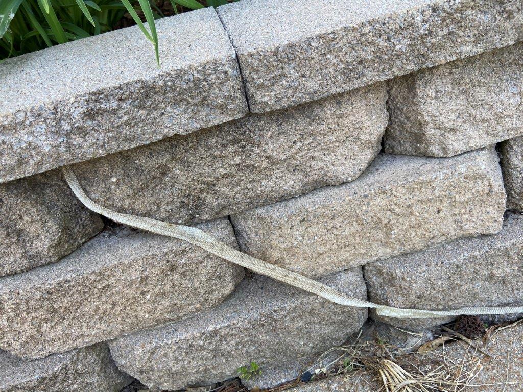 Scranton snake skin